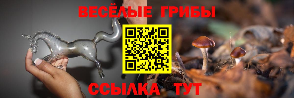Галлюциногенные грибы Psilocybe Сердобск